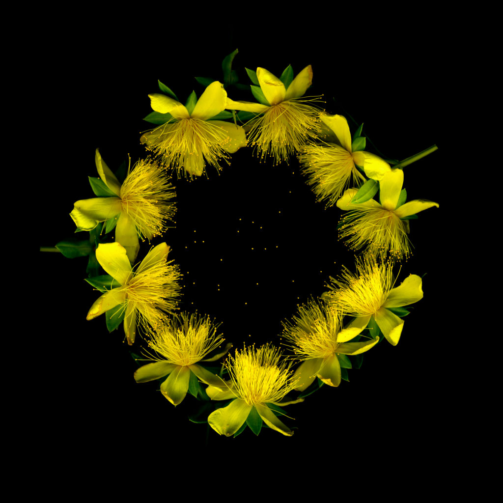 circle pollen